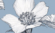 Cotton
