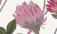 Amapola