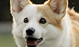 Cachorros