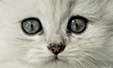 Gatitos